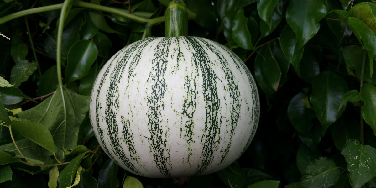 Green Squash